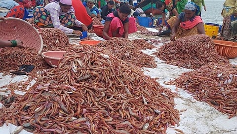 prawns