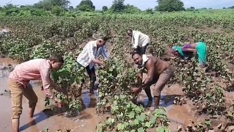 Nandurbar Rain: अतिवृष्टीमुळे 3202 हेक्टरवरील पिकांचे नुकसान!