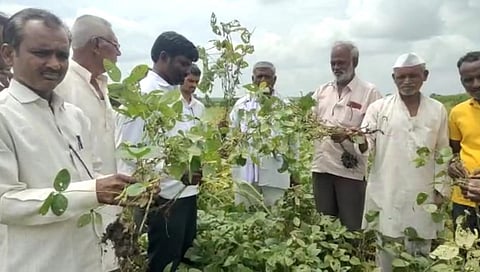पावसाचा अभाव त्यानंतर अतिवृष्टी; सोयाबीन उत्पादक शेतकरी पुन्हा संकटात!