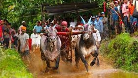 chikalgutta bullock cart race file photo