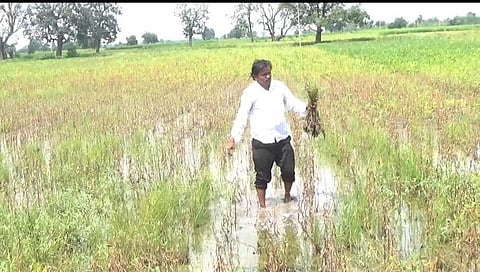 शेतात गुडघाभर पाणी साचल्याने सोयाबीन पीक धोक्यात...
