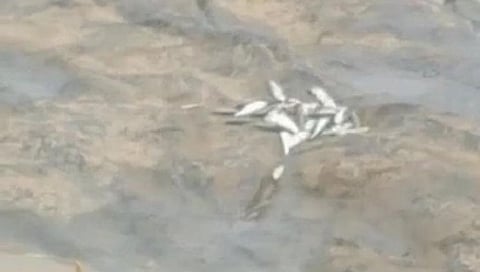 नदीत विषारी रसायन; माशांच्‍या मृत्‍यू