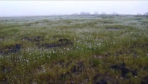 सांगली: बहरलेल्या 'मिनी कास पठार'ची पर्यटकांना भुरळ