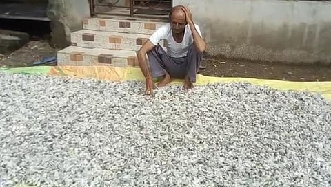 कपाशी
