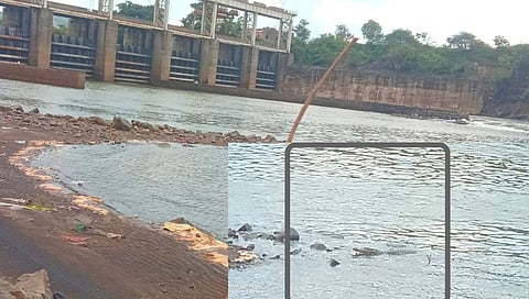 कृष्णा काठाला मगरींचा वावर