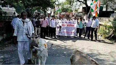 पंतप्रधान आवास योजनेच्या गलथान कारभाराविरोधात राष्ट्रवादी युवक काँग्रेस चे गाढव आंदोलन!