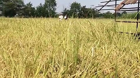 मावळ ब्रॅंड ‘इंद्रायणी’ची गोडी कायम