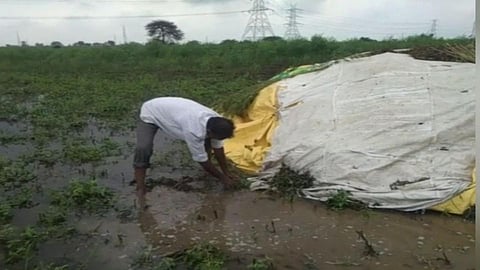 अकोल्यात पावसामुळे सोयाबीन भिजले; शेतकऱ्यांचे अतोनात नुकसान