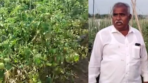 टोमॅटो उत्पादक शेतकऱ्यांना अच्छे दिन; बाजारात टोमॅटोला विक्रमी दर