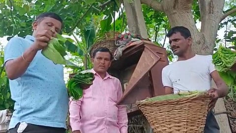 Yavatmal: पान शेतीतून शेतकर्‍यांच्या घरात आर्थिक समृद्धी...
