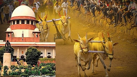 Bullock cart race