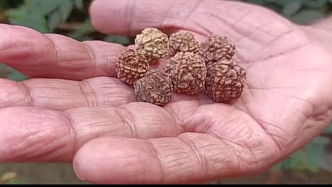 फक्त नेपाळ मध्येच येणारे रुद्राक्षाचे मणी आता मावळच्या थंड वातावरणात