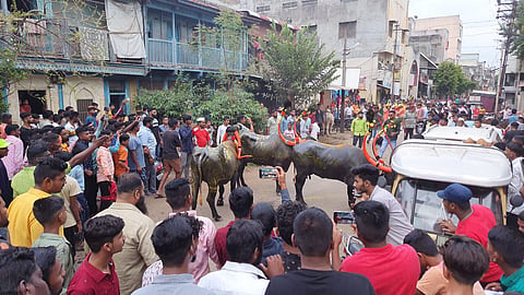 पाडव्याच्या मुहुर्तावर म्हशी आणि रेड्याच्या अनोख्या स्पर्धा; स्पर्धेत केला म्हशींनी डान्स !