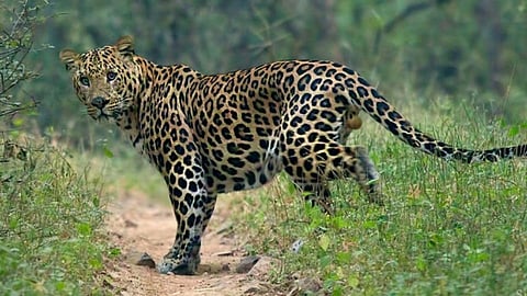 leopard attack 