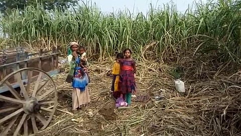 sugarcane worker