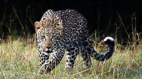 leopard