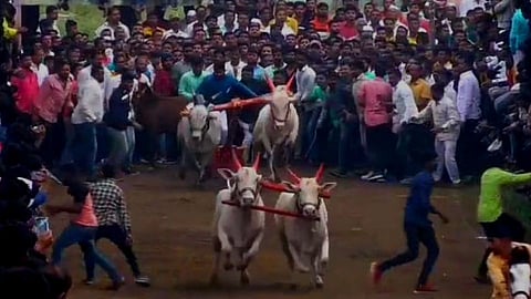 बैलगाडा शर्यत 