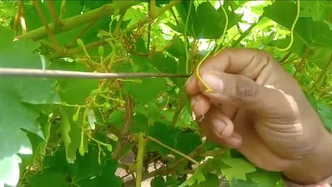 अवकाळी पाऊस