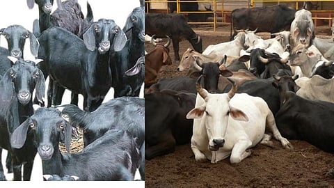 धक्कादायक : 45 गायींसह अनेक पाळीव प्राण्यांचा मृत्यू; शेतकऱ्यांमध्ये चिंतेच वातावरण