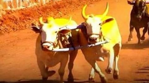 Breaking : बैलगाडा शर्यतींना परवानगी देण्याचे अधिकार प्रांताधिकाऱ्यांना प्रदान