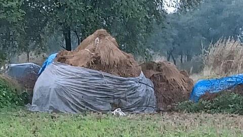 अवकाळी पावसाने बळीराजाच्या अश्रूंचा बांध पुन्हा फुटला; ग्रामीण भागात भात पिकांच्या झोरी पावसाने भिजल्या... 
