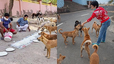 मोकाट कुत्र्यांना खायला घालाल तर दंड भराल;  नवी मुंबईतील सोसायटीचा अजब फतवा !