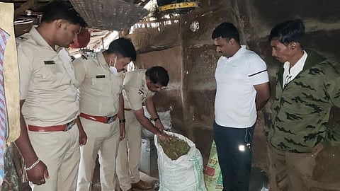 गांजा 