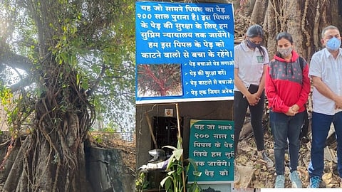 208 वर्ष जुन्या झाडाचा बांधकामासाठी बळी ? झाड तोडण्याला पर्यावरणवाद्यांचा विरोध
