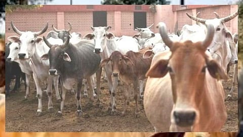 धक्कादायक : मुक्या प्राण्यांवरील अत्याचाराचा कहर.. 50 पेक्षा जास्त गायींना जिवंत गाडलं