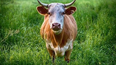 bhandara, Animals 