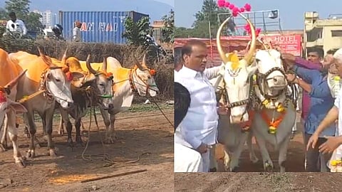 Sharad Pawar : शरद पवारांच्या 81 व्या वाढदिवसानिमित्त शेतकऱ्यांना 81 बैलजोड्यांचे  वाटप