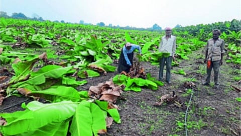 banana crop