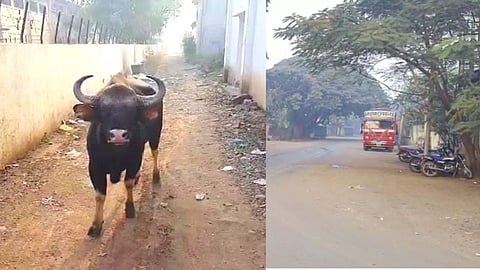 सांगलीत गव्याच्या दहशतीमुळे जमावबंदी तर कोट्यावधींची उलाढाल ठप्प