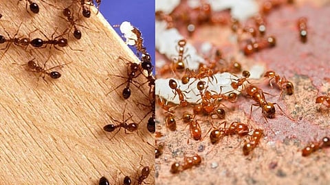 पॅरालीसीसचा उपचार घेणाऱ्या वृद्धाला रुग्णालयात चावल्या मुंग्या; गुप्तांगसह डोळ्यांना जखमा (पहा Video)