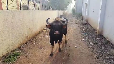 bison