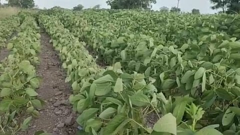 जिल्ह्यातील शेतकरी सोयाबीनच्या प्रेमात; १ हजार ६५६ हेक्टर क्षेत्रावर बेमोसमी पेरा!
