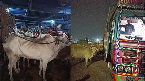 Beed Crime: कत्तलीसाठी जनावरे घेऊन जाणारे कंटेनर पोलिसांनी पकडले