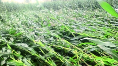 corn crop
