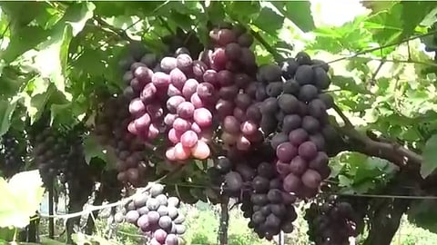 Nashik Vineyard