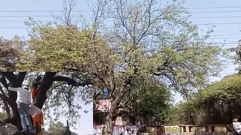 Beed: कडू लिंबाचे झाड ठरलं! प्रशासनाची डोकेदुखी; चक्क आमदारांना देखील झाडावर चढण्याची आली वेळ