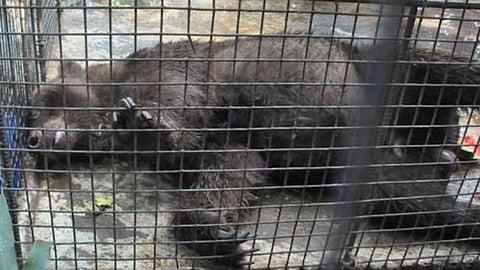 Buldhana Bear