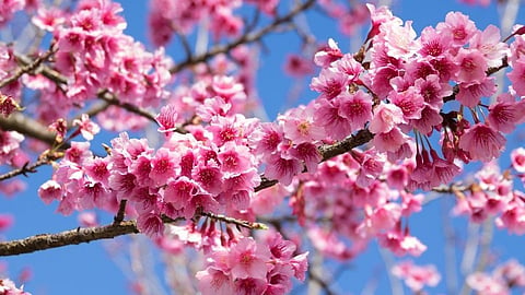 Spring Season
