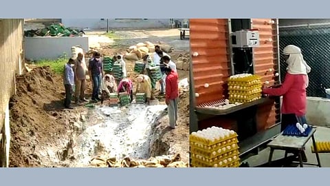 'पोल्ट्री हब' नवापूरमध्ये Bird Flu च्या पार्श्वभूमीवर  उपाय योजनांना वेग!