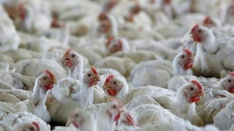 chickens
