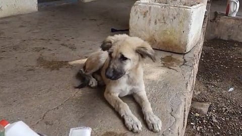 dog 