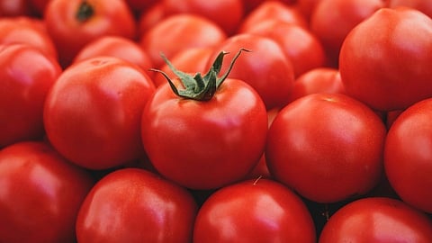 Tomato