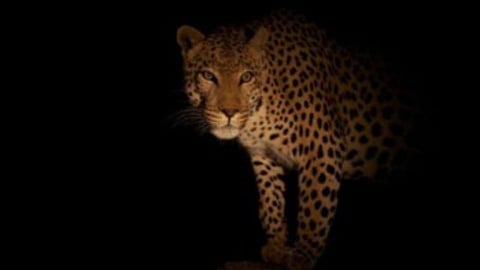 leopard 
