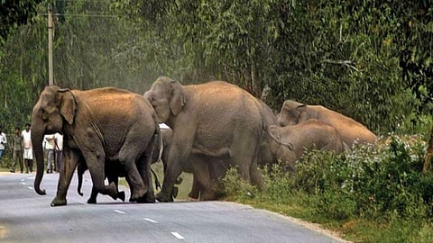 Elephants