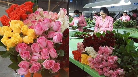 Rose Flower: कामगार फुलांची पॅकिंग करताना