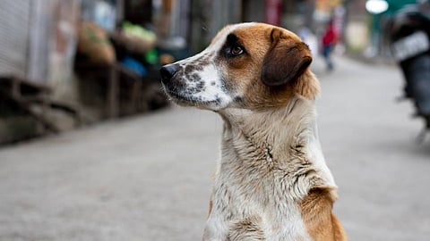 Street Dog